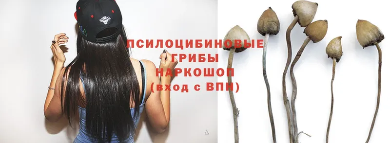 купить наркотик  Щёкино  Галлюциногенные грибы Psilocybe 